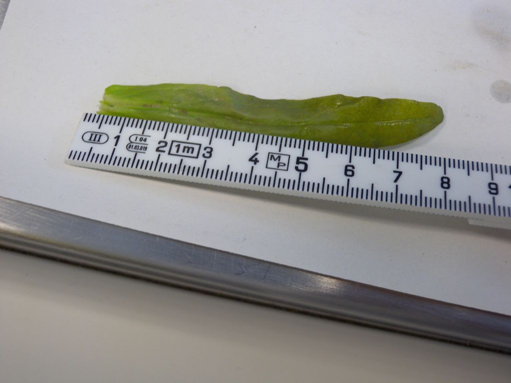 pianta acquatica in canale: Veronica cfr. catenata (Plantaginaceae)